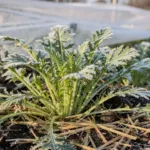 Le mizuna, une salade japonaise qui supporte des températures proches de -5 °C